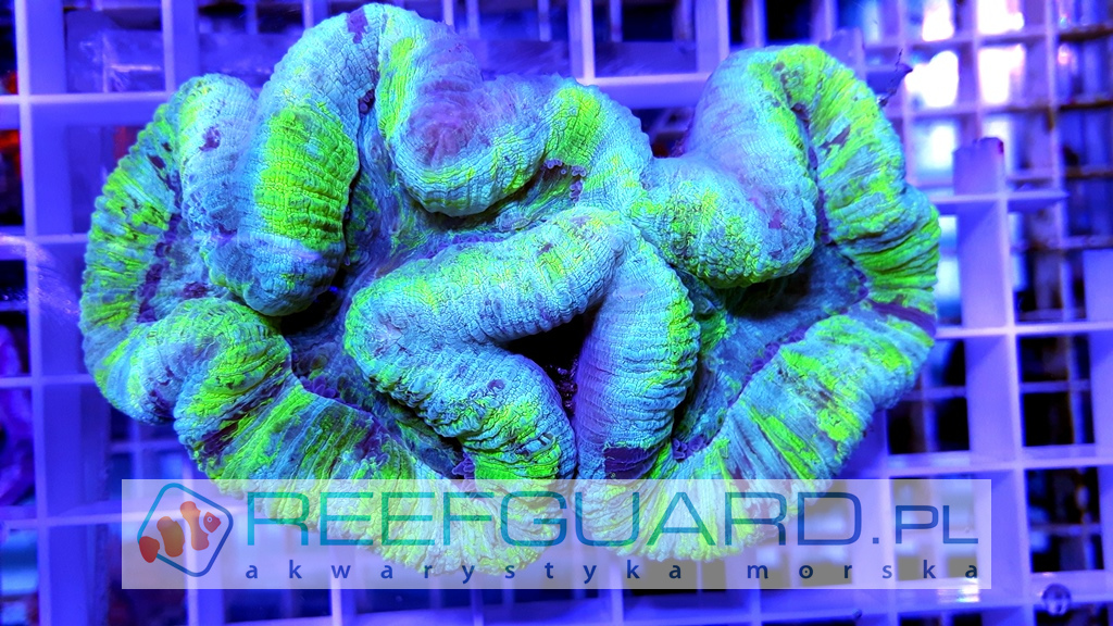 Trachyphyllia spp Ultra Green L