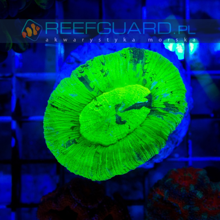 Trachyphyllia spp. ultra green Australie