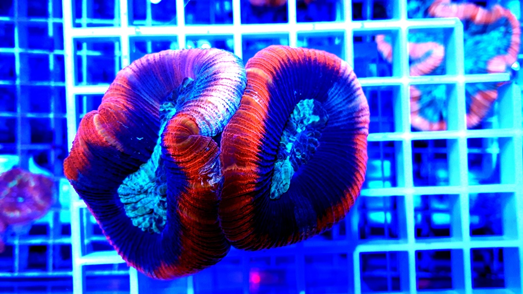 Trachyphyllia ultra red Australie