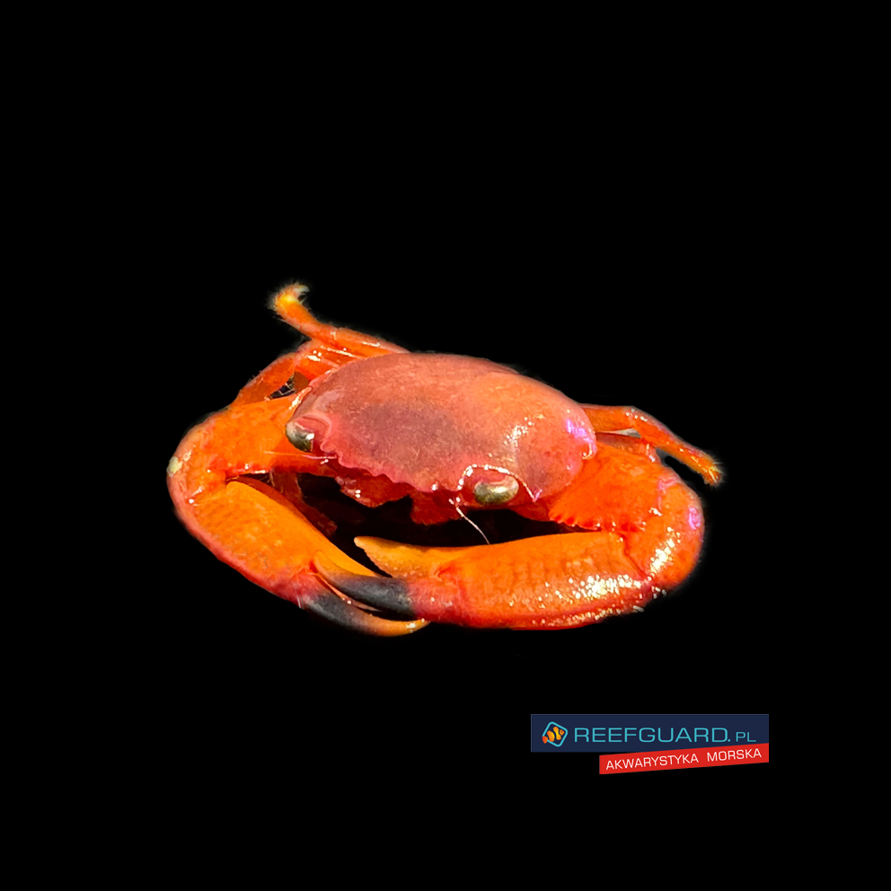 Trapezia lutea krab symbiotyczny koralowy czerwony