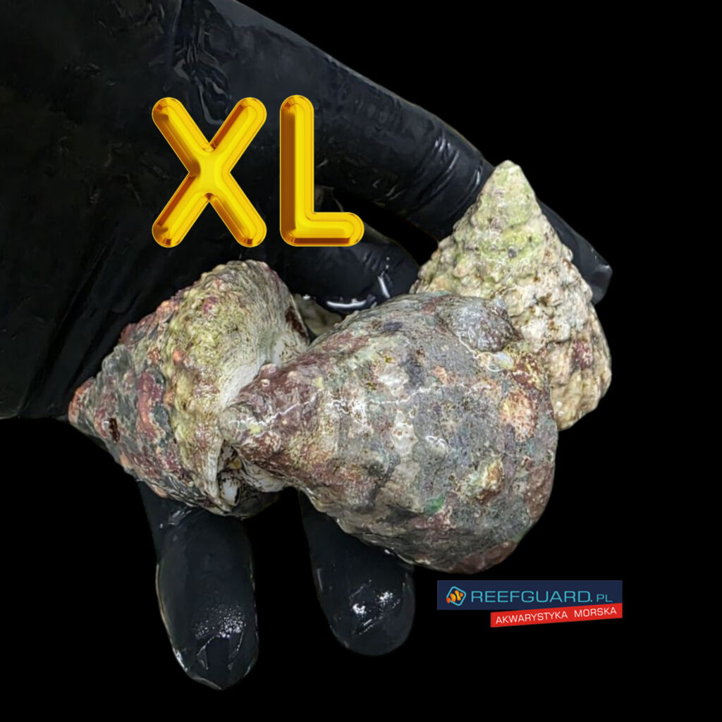 Tectus conus XL ślimak na glony Snail