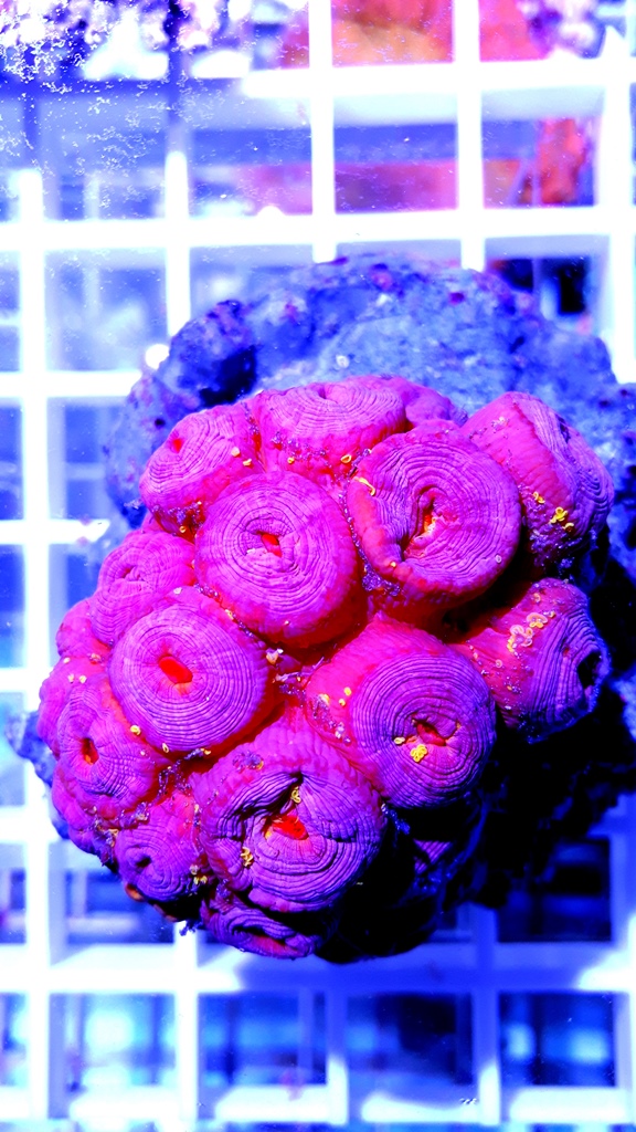 Tubastrea faulkneri Pink