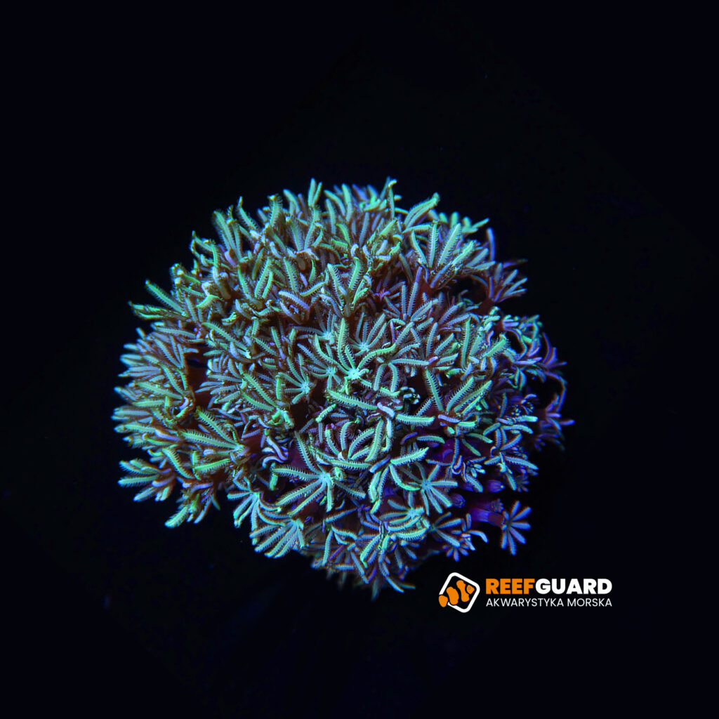 Tubipora musica Green