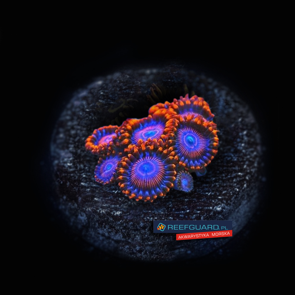 Twizzlers Zoa Zoanthus 3 polipy