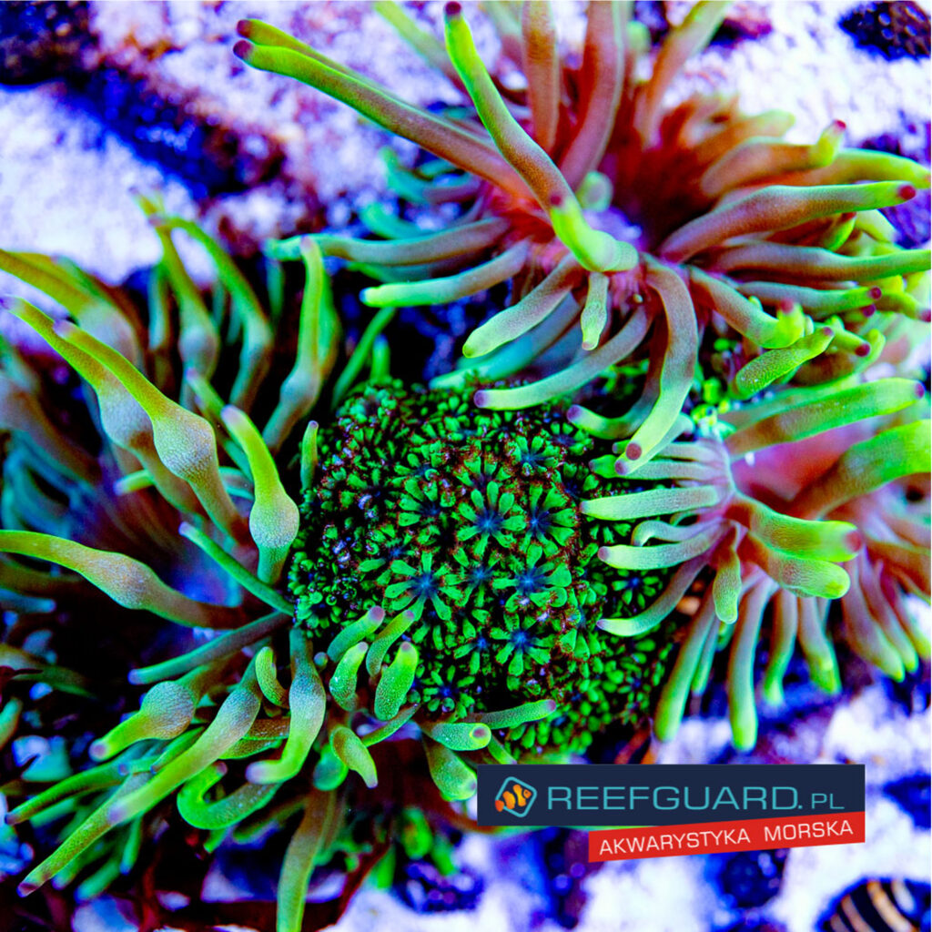 Ukwiał Entacmaea Quadricolor green