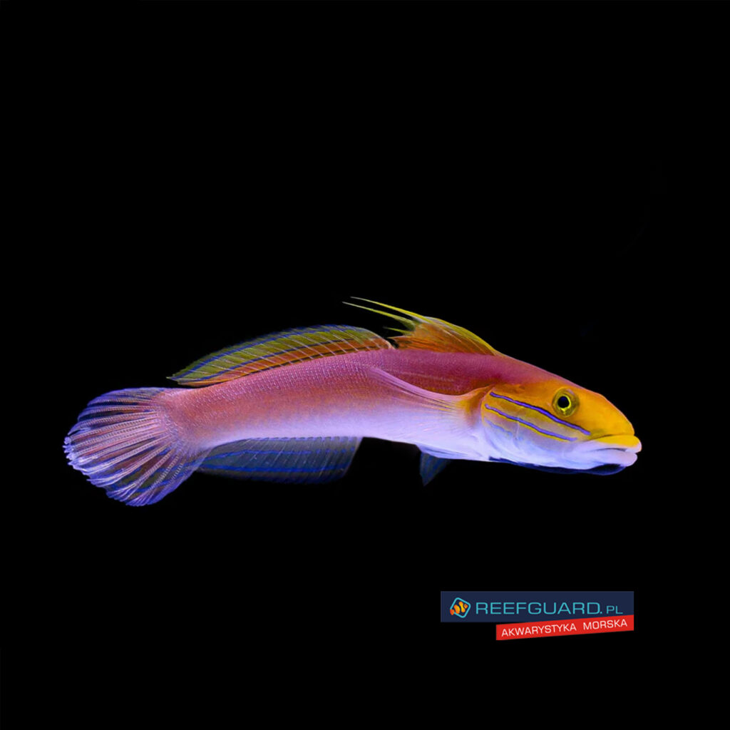 Valenciennea Bella Goby