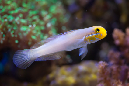 Valenciennea strigata dobrana para Blueband goby