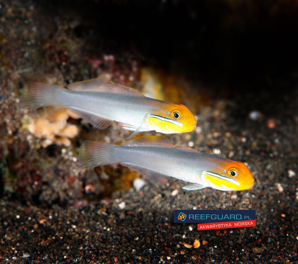 Valenciennea strigata Blueband goby
