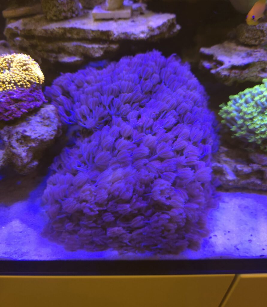Xenia Pulsująca XXL Reefguard