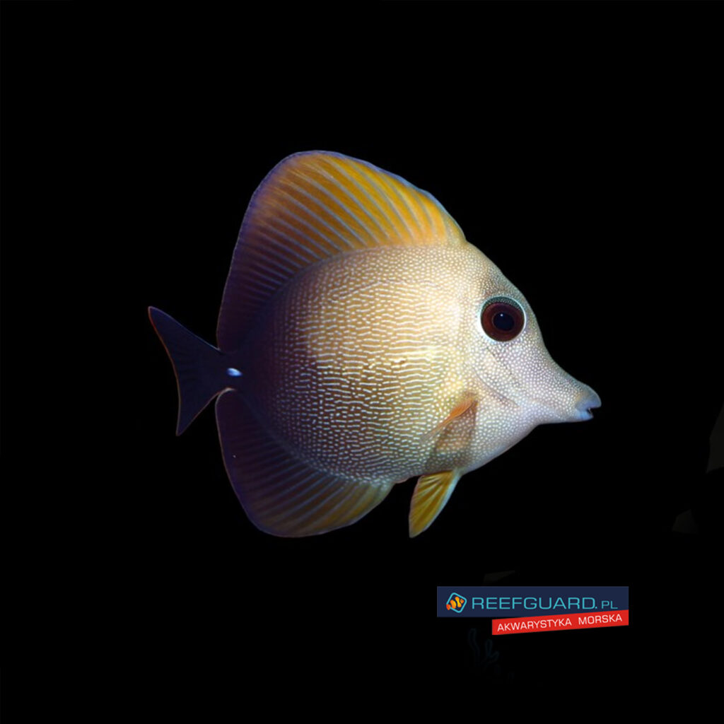 Zebrasoma Scopas Brown Sailfin Tang