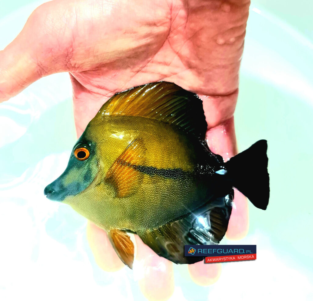 Zebrasoma Scopas KOI Tang blue face RARE