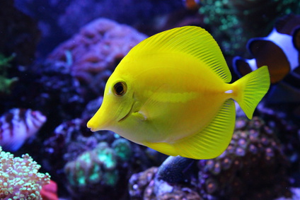 Zebrasoma flavescens Żółtek M