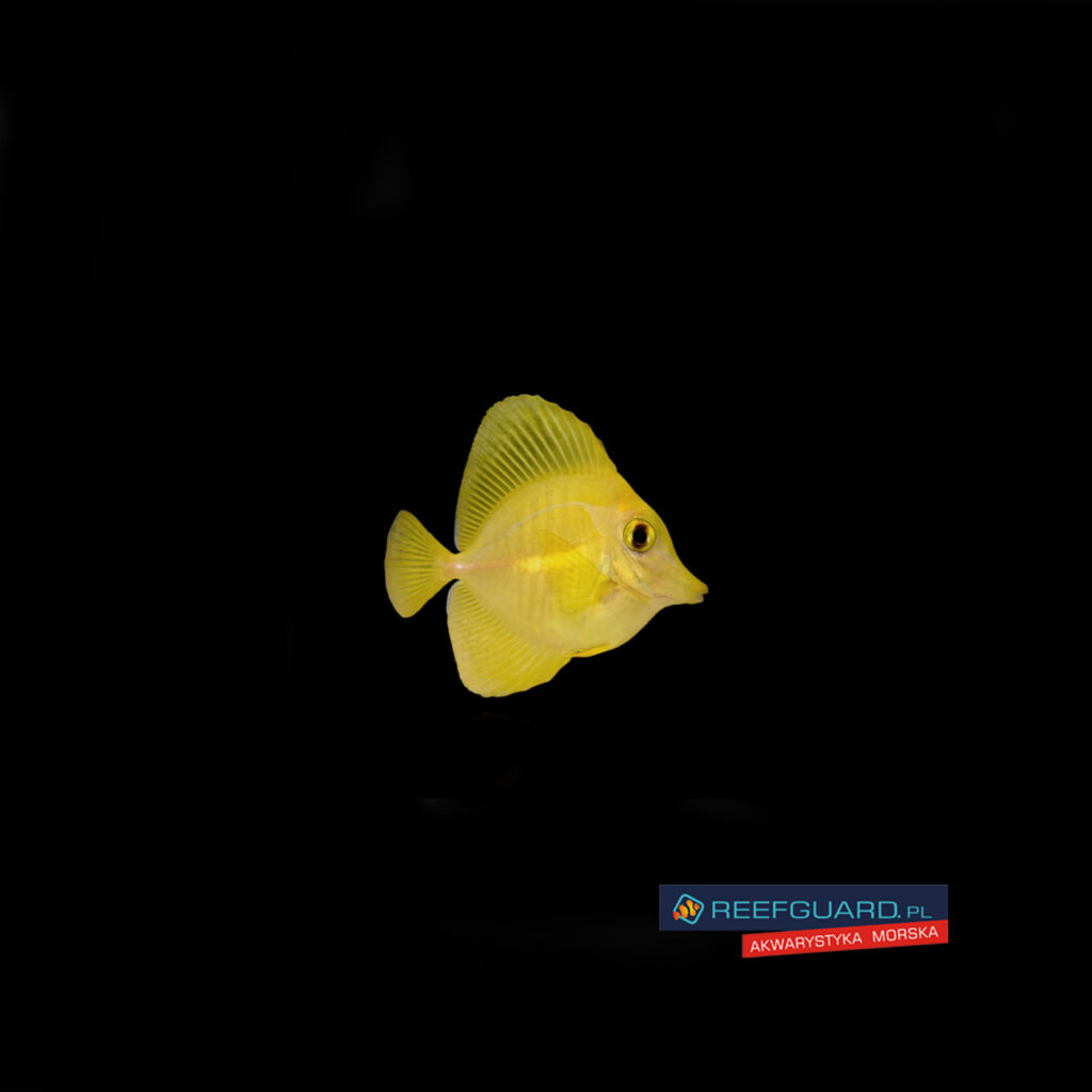 Zebrasoma flavescens S Tank Bred Żółtek HODOWLANY