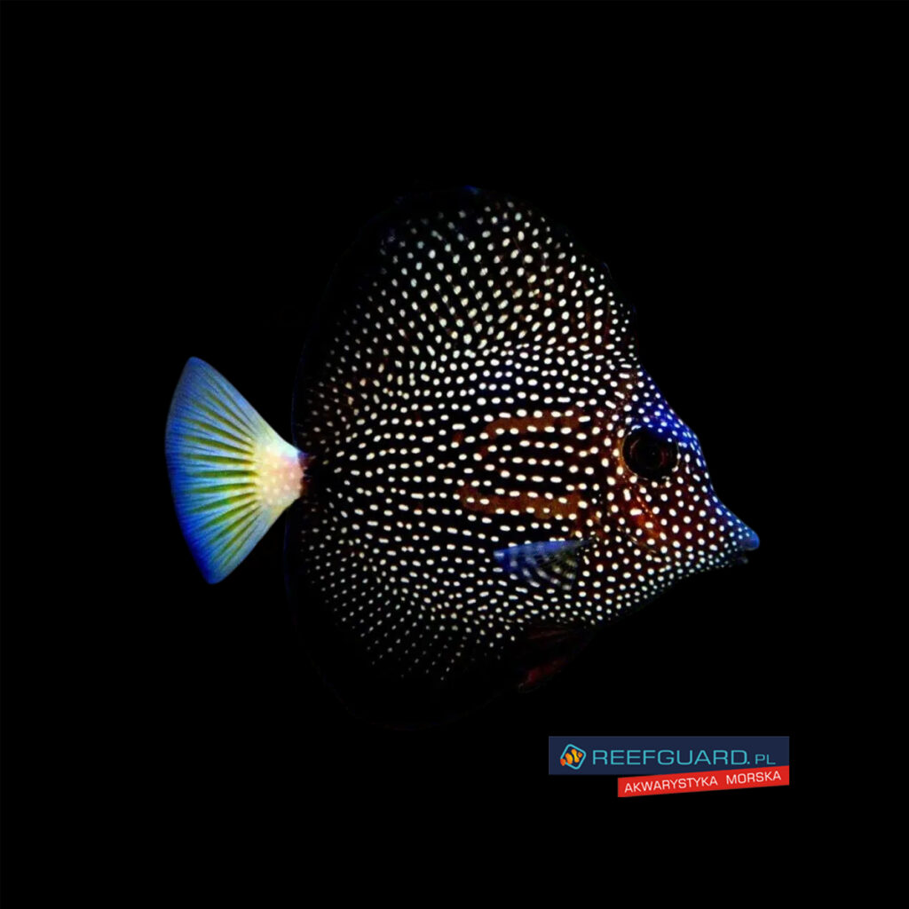 Zebrasoma gemmatum RARE Spotted Tang, Spotted Sailfin Tang Rzadkość