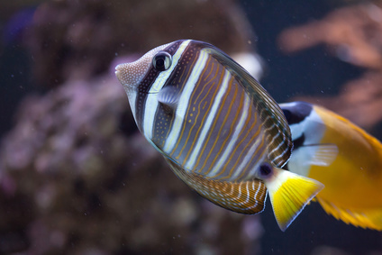 Zebrasoma veliferum Zebrasoma Żaglopłetwa