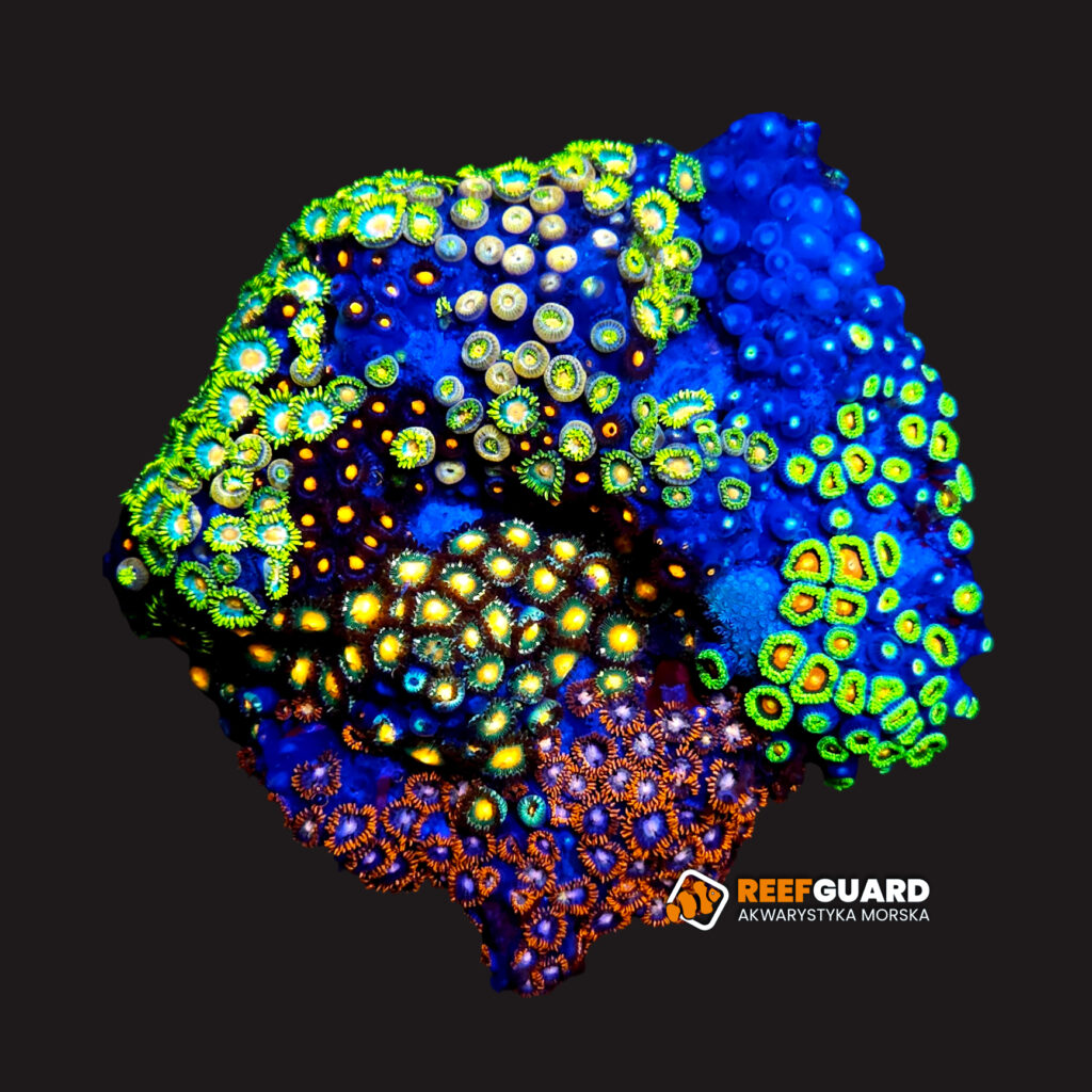 Zoa multi Garden Zoanthus #01 Skałka