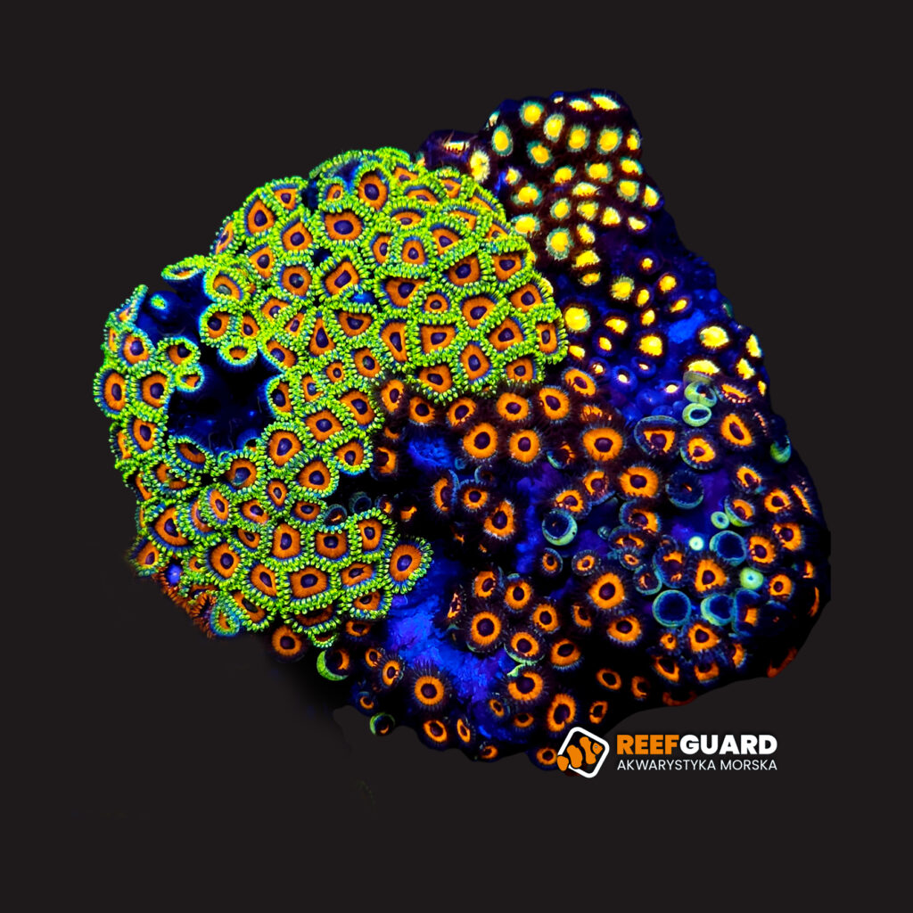 Zoa multi Garden Zoanthus #02 Skałka