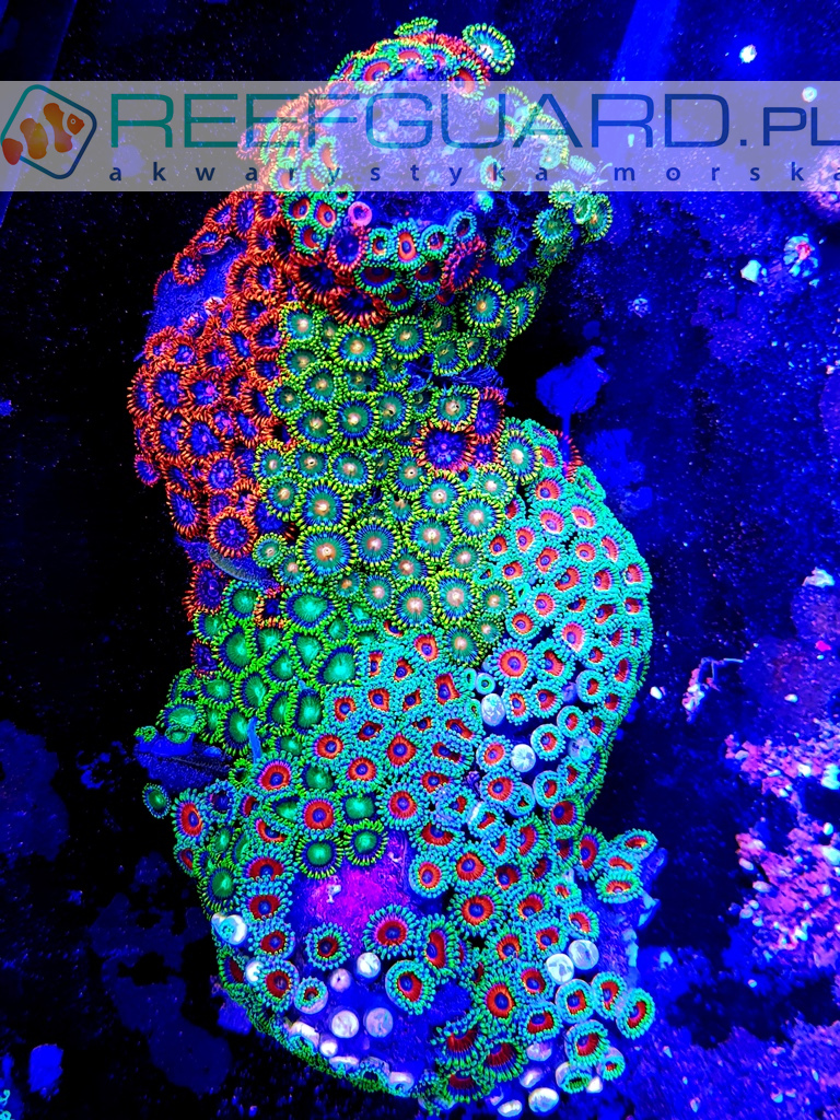 Zoanthus MIX kolor Premium XXL