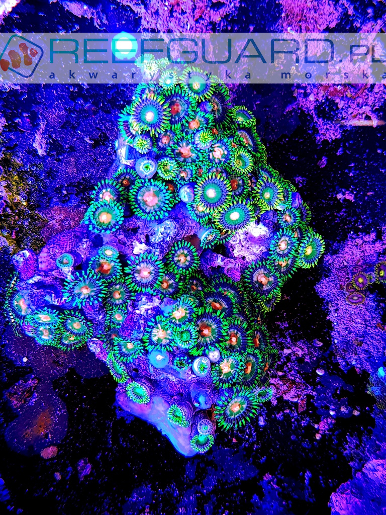 Zoanthus Multi L
