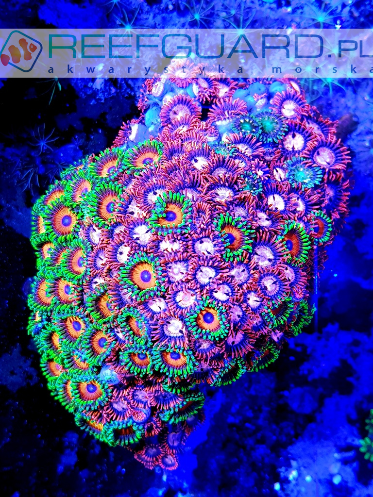 Zoanthus Multi XL