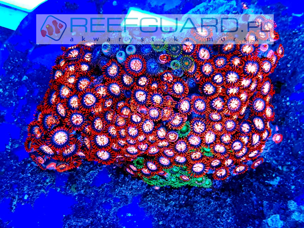 Zoanthus Ultra Red XL