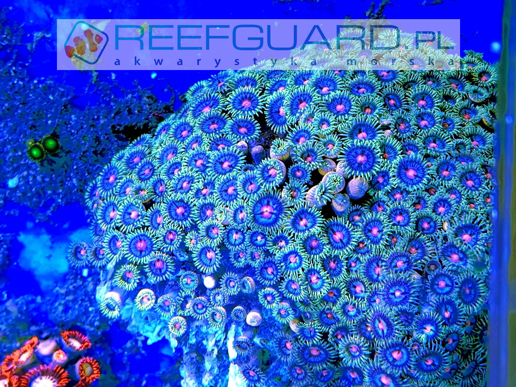 Zoanthus orange yellow green xxl