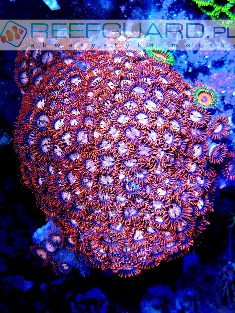 Zoanthus red orange L