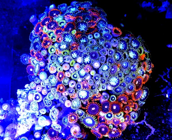 Skałka Zoanthus sp super multicolor L