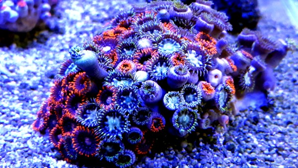 Skałka Zoanthus sp multicolor M