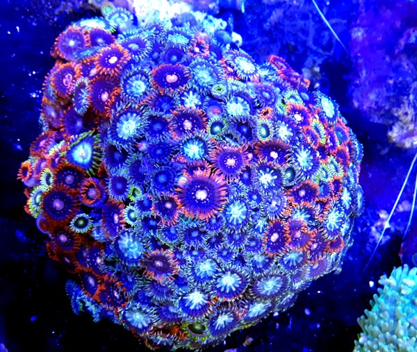 Skałka Zoanthus sp super multicolor L