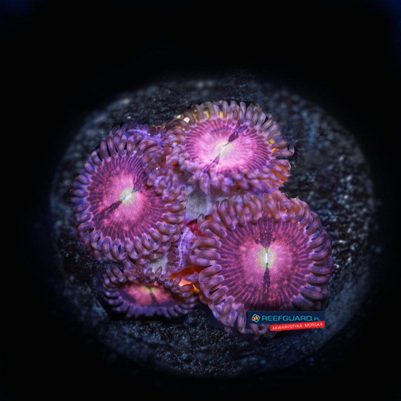 Alien explosion Zoanthus zoa 3 polipy