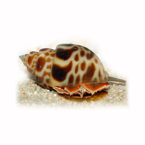 Babylonia sp. Snail Slimak