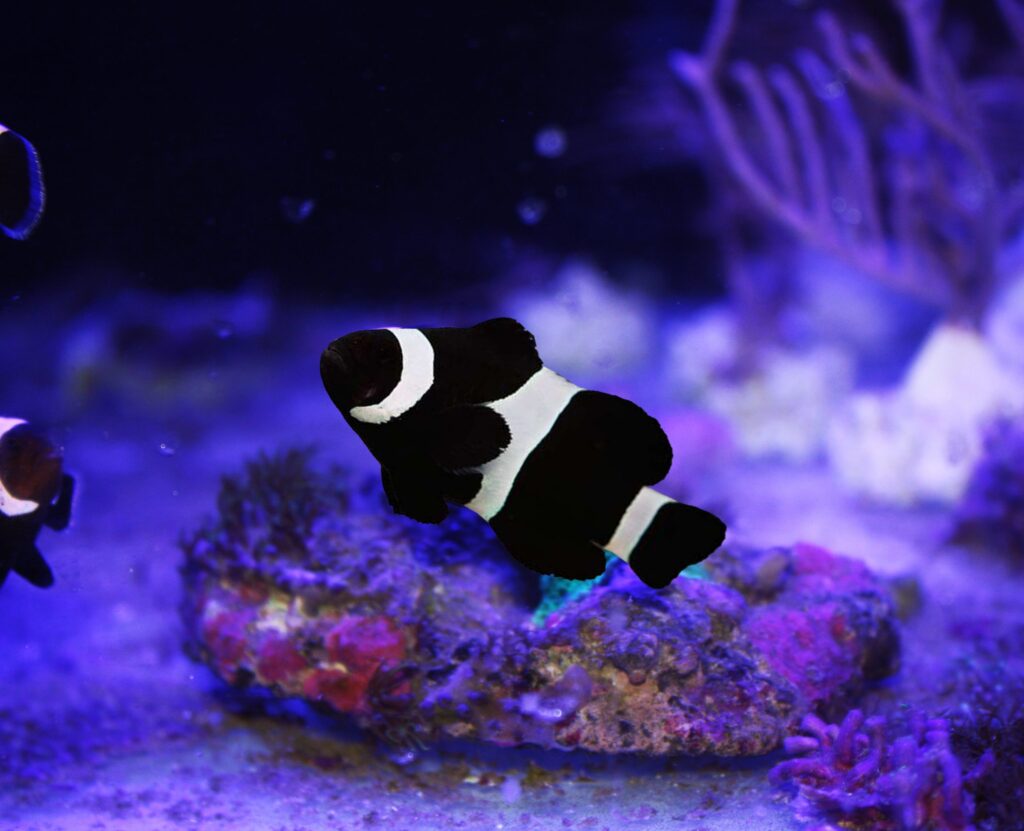 Amphiprion ocellaris Black Błazenek