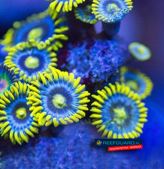 Blue Berry Pie Zoanthus 3 polipy