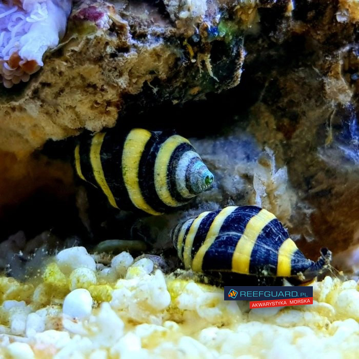 Bumble Bee Snail Pusiostoma (engina) Mendicaria ślimak pogromca ślimaków osiadłych