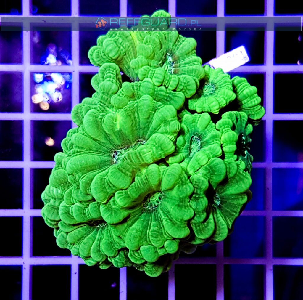 Caulastrea green fluo kolonia