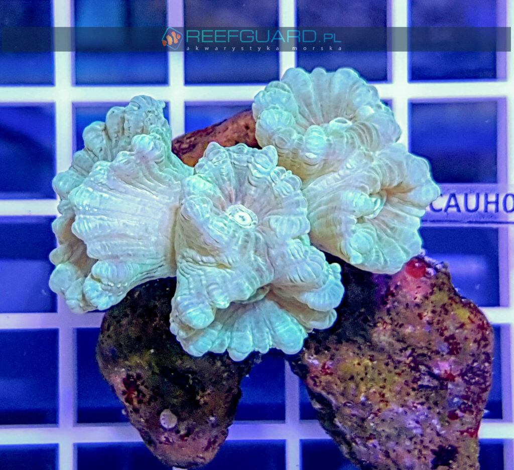 Caulastrea mint green 3 polipy