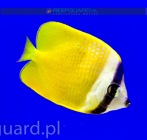 Chaetodon kleini