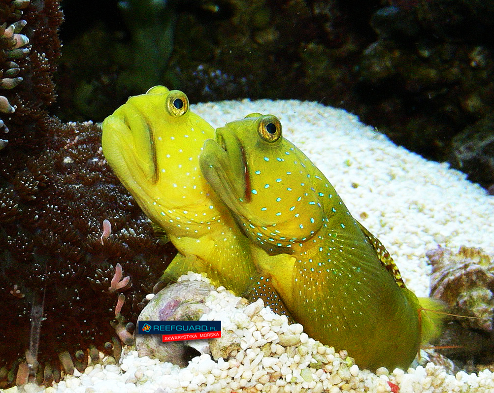 Cryptocentrus Cinctus dobrana para Yellow Watchman Goby