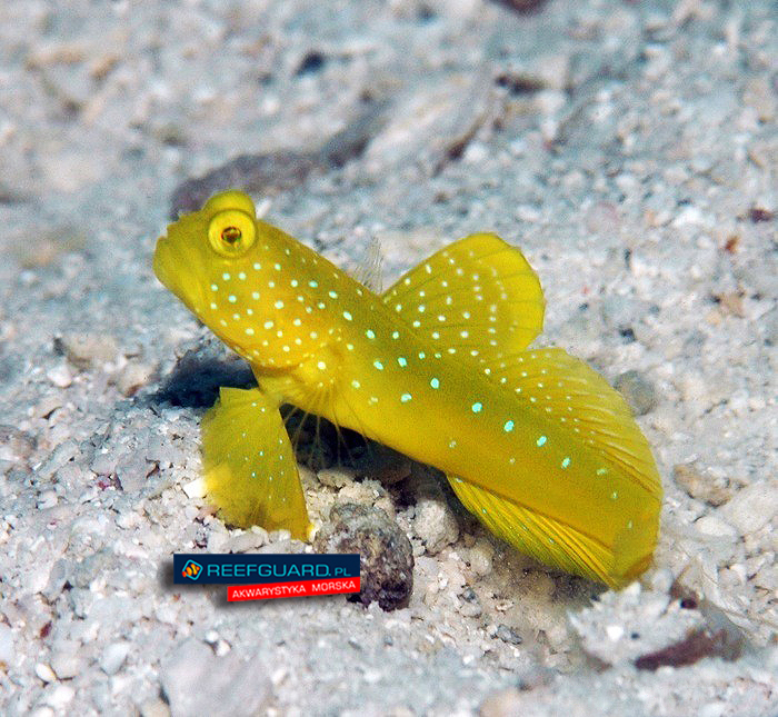 Cryptocentrus Cinctus Yellow Watchman Goby
