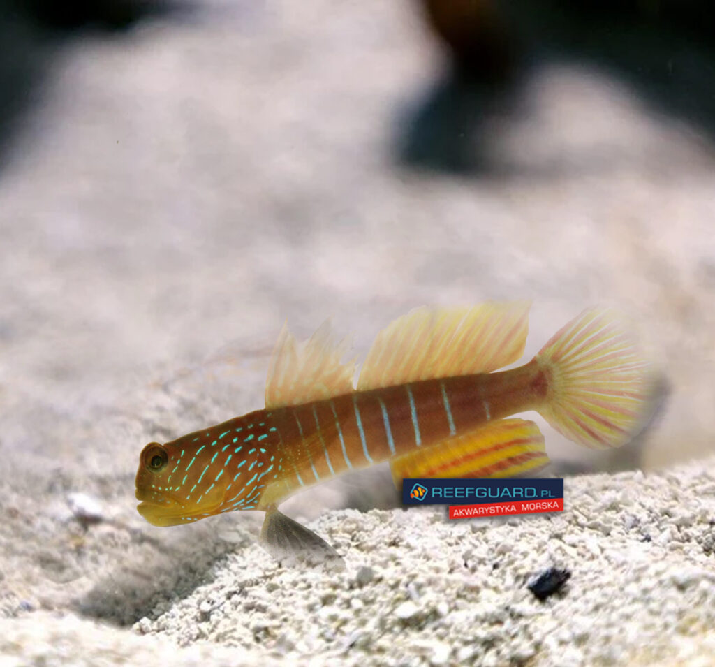Cryptocentrus cyanotaenia Watchman Goby Blue Streak