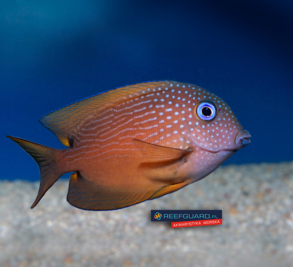 Ctenochaetus binotatus