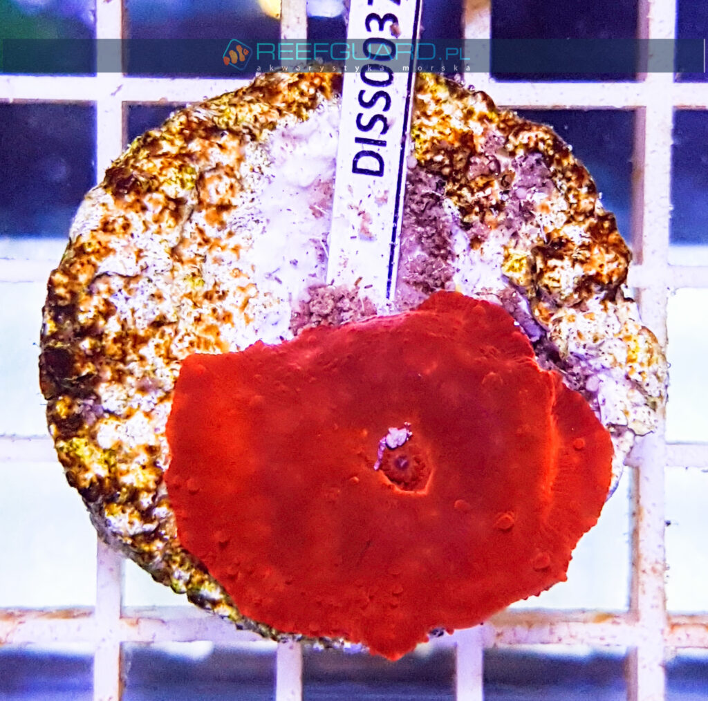 Discosoma RED Fluo mushroom