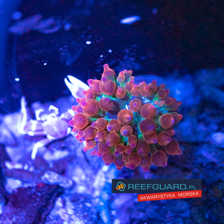 Entacmaea quadricolor rainbow S