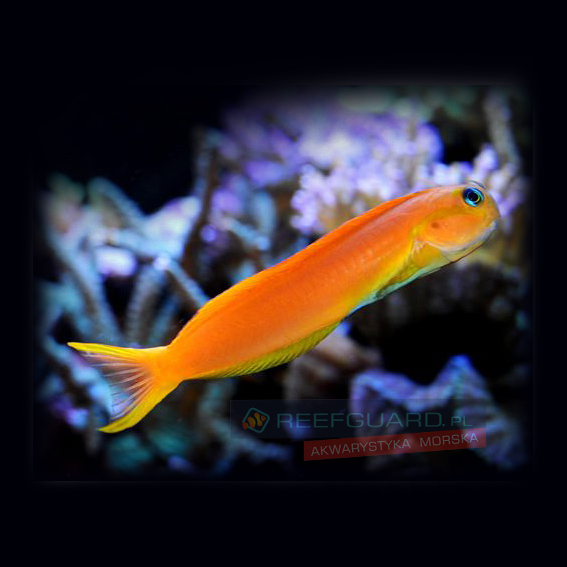 Escenius midas Blenny