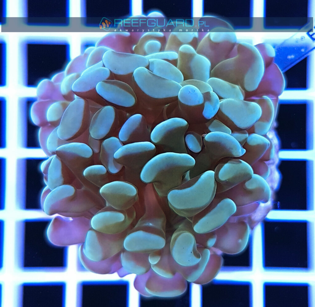 Euphyllia paraancora mint green