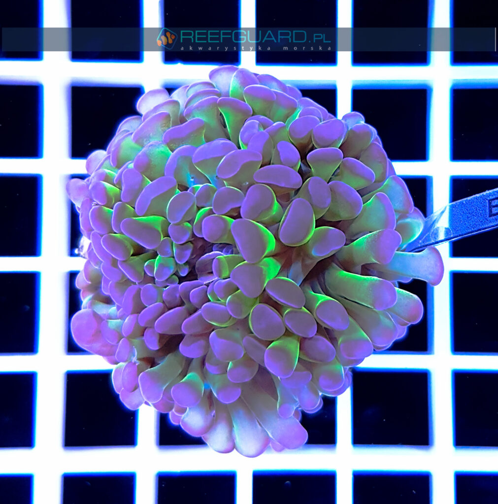 Euphyllia paraancora green purple