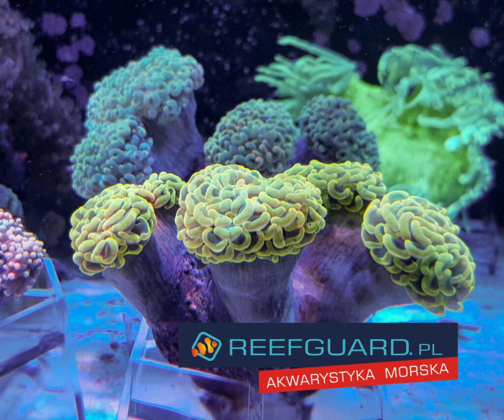 Euphyllia Paraancora Honey Gold