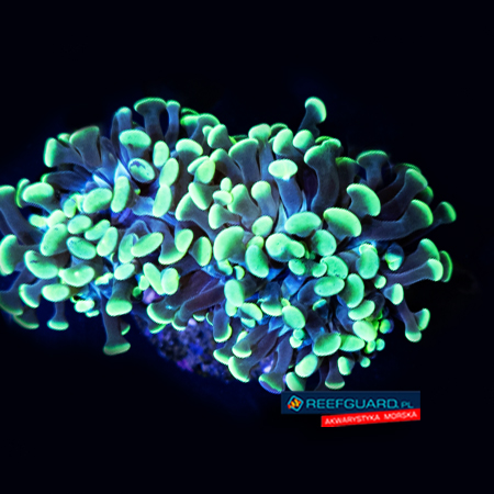 Euphyllia paraancora toxic green