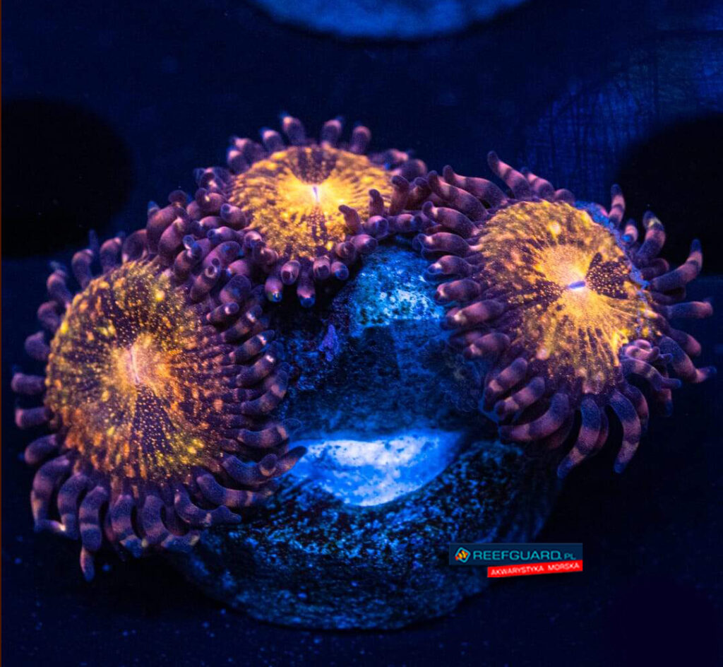 Fairy Dust Zoanthus 3 polipy